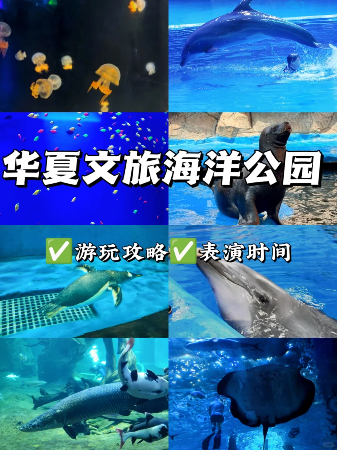 周末去看海豚表演啦 | 华夏海洋公园