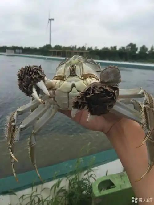 螃蟹和大闸蟹有区别
       大闸蟹是中华绒螯蟹，有青背、白肚、黄毛、金爪的