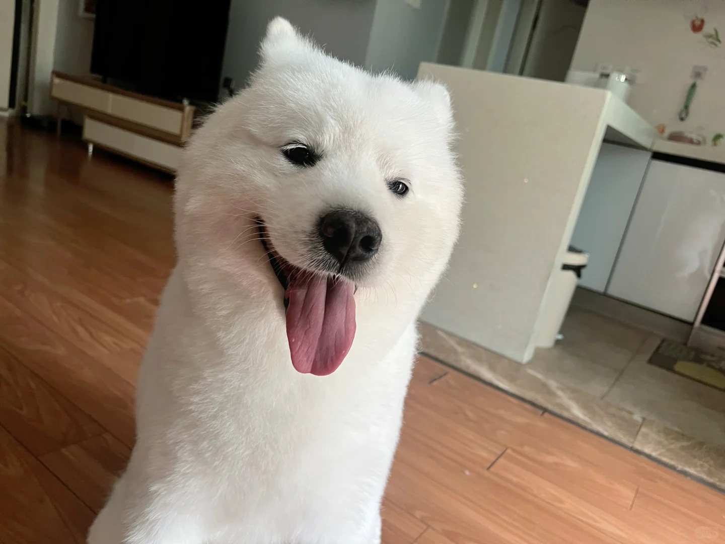 耶耶好耶