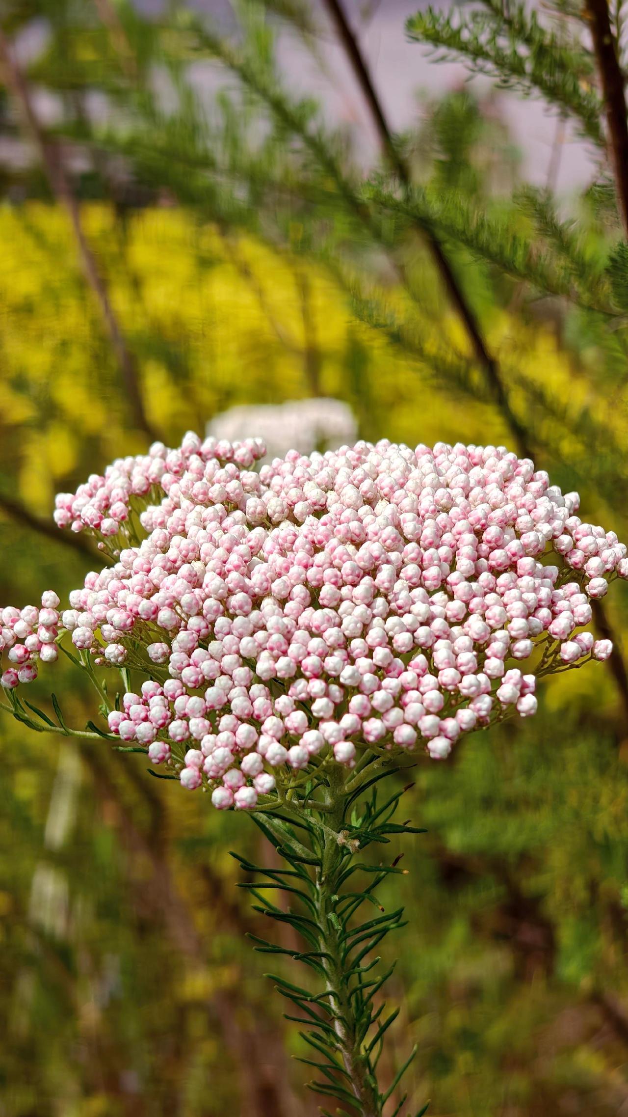 平凡的角落藏着春天的诗行