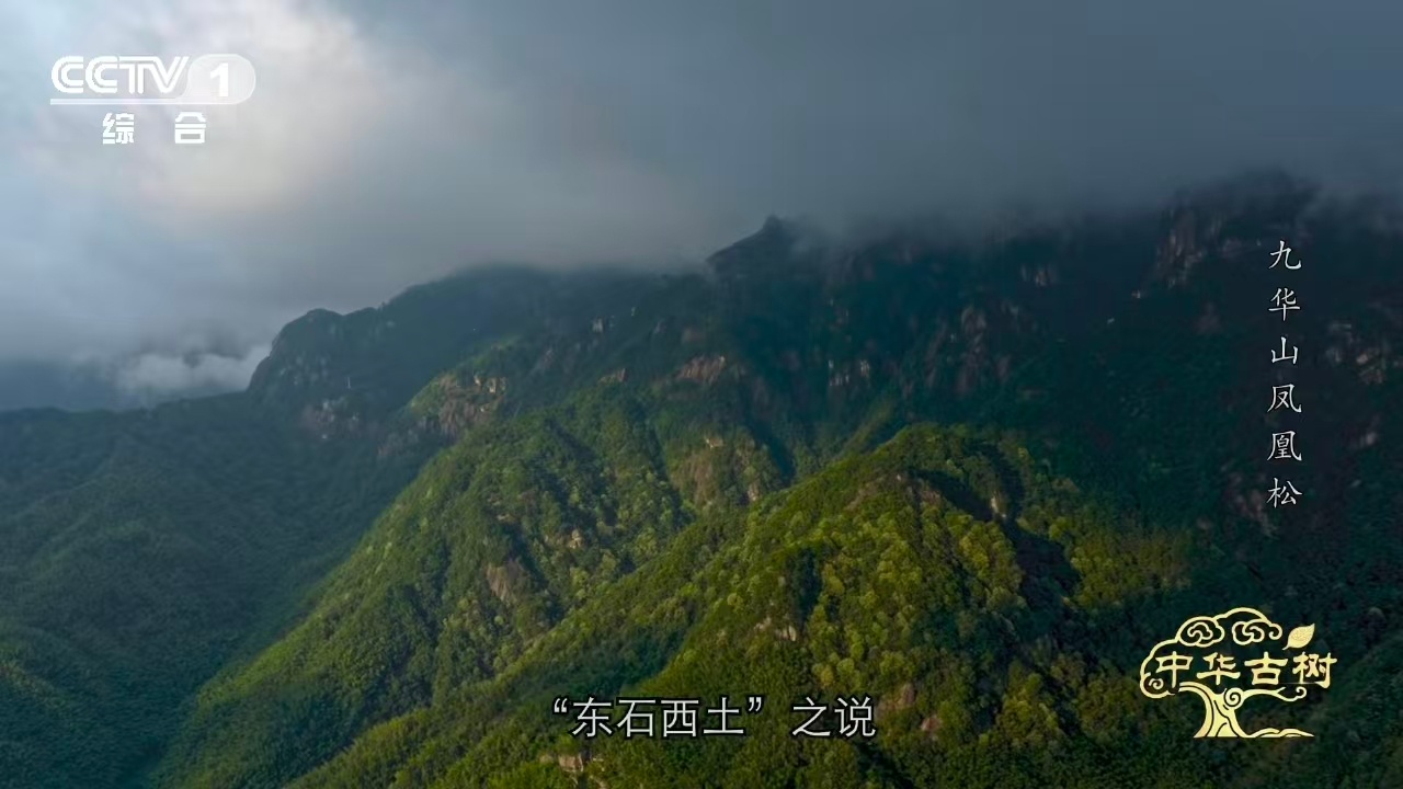风一吹千年古松秒变展翅凤凰 松树我见过，凤凰我也见过（画里的），但松树长成凤凰我