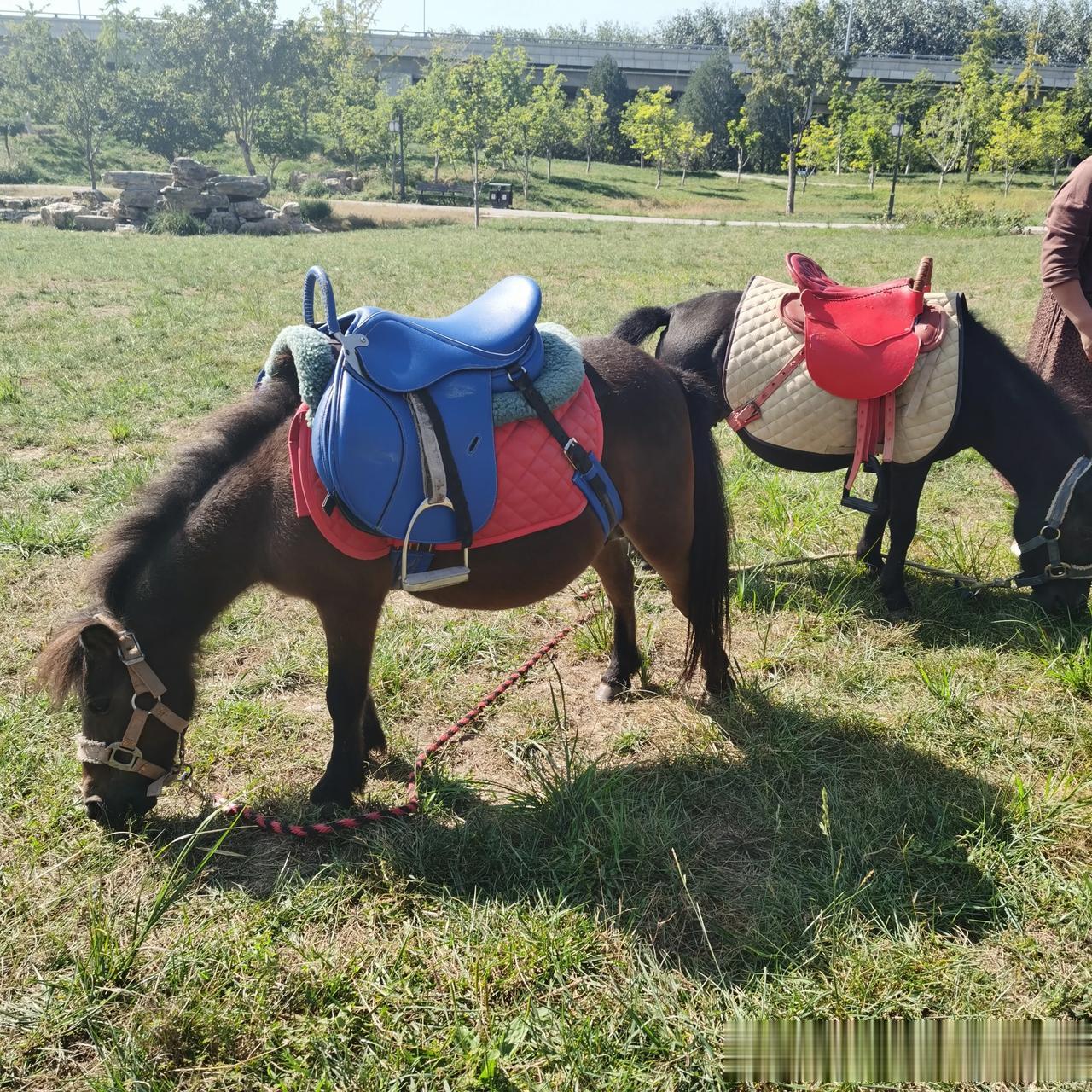 #记录我的2023# 
#秋日生活打卡记#
广渠路公园，草坪很大，可以搭帐篷，公