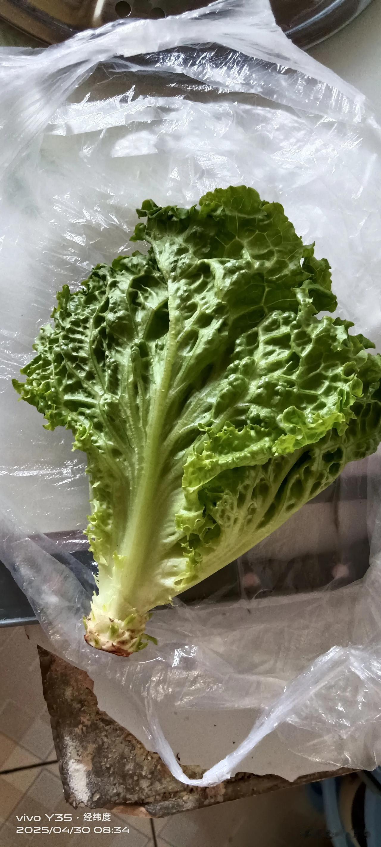 今早做手抓饼时，翻冰箱看到4月19日买的生菜，竟然没有一丝腐烂变质的迹象，十一天