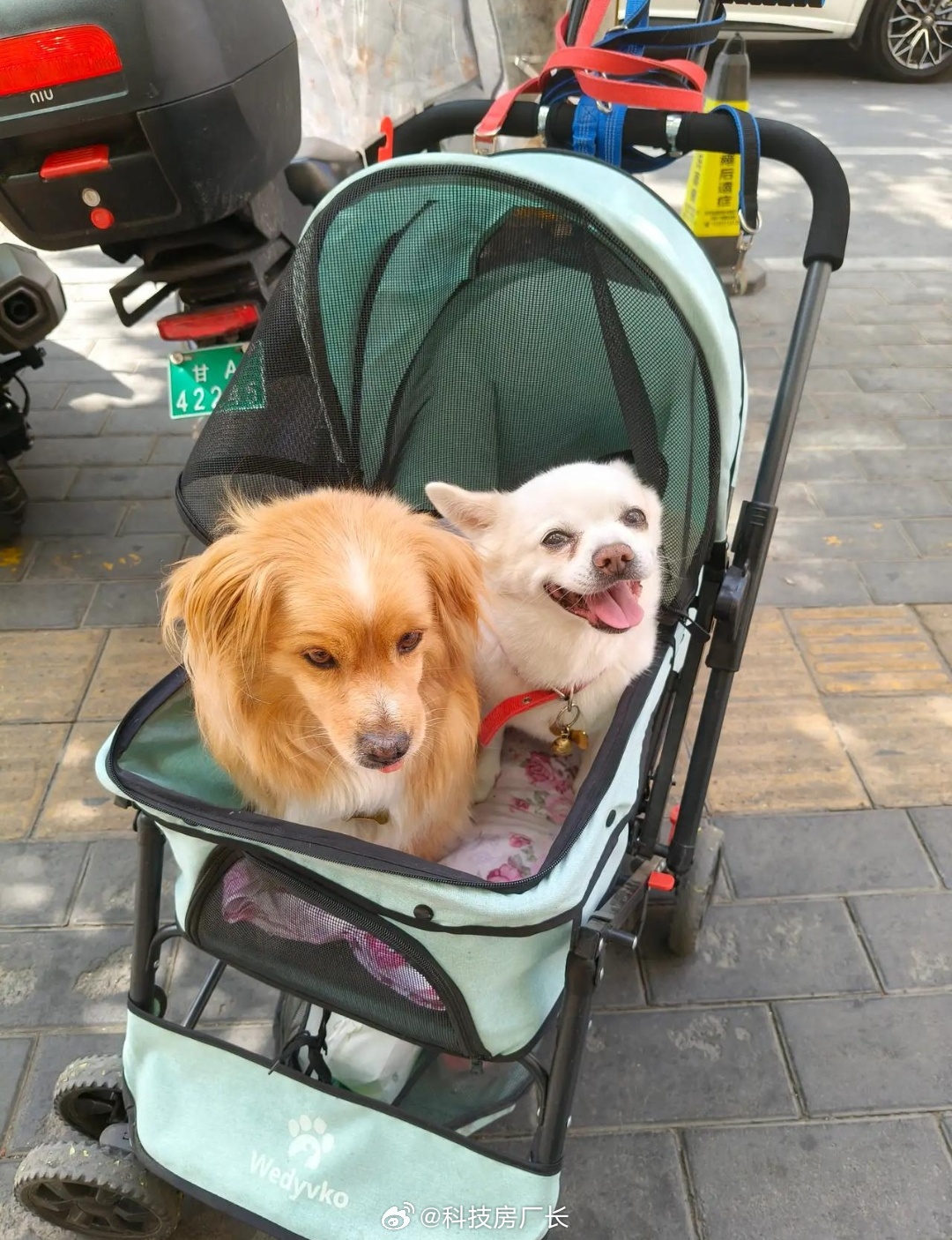 难怪现在生育率低，都把小狗当孩子养 ​​​