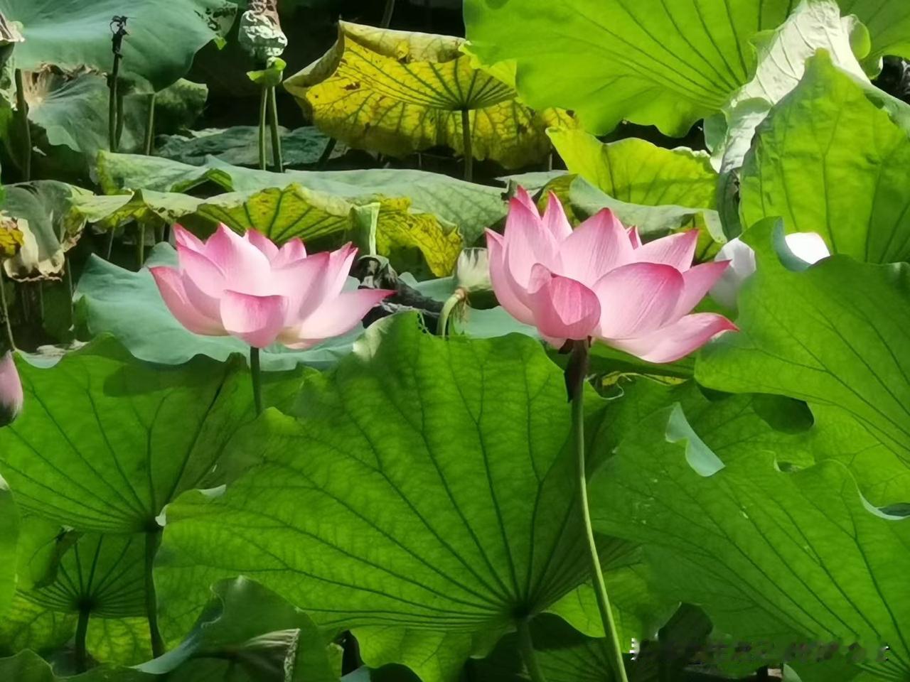 正在读高一的侄女，没有一丁点儿艺术方面的特长，这几天却被班主任老师洗脑，非要哭着