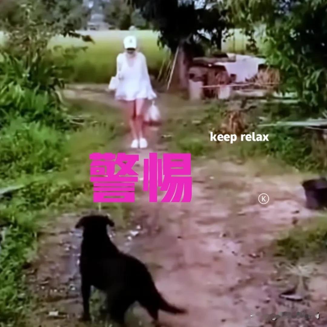 主人的女朋友第一次上门，狗子的态度变化也太大了，农村的土狗就是聪明……

主人第