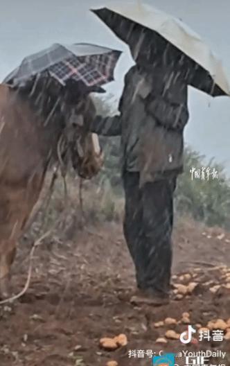 云南，女孩与父母在山上挖洋芋时，突然下大雨，父亲让母女二人去躲雨，自己却在雨中打