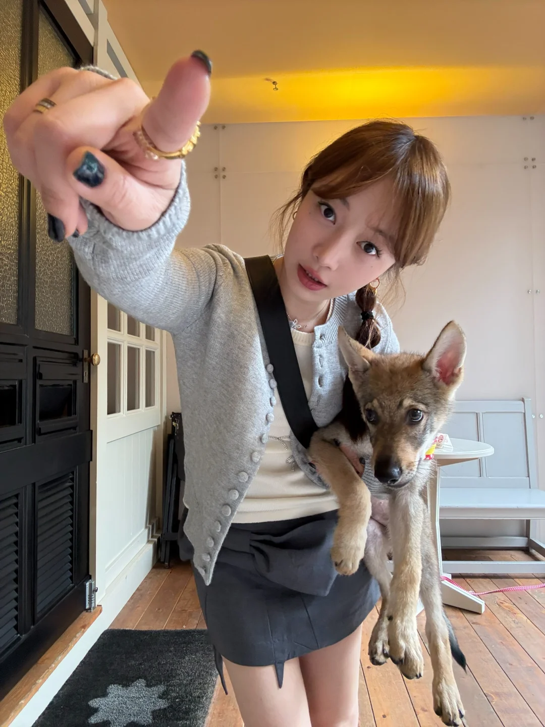 我的捷克狼犬叫折耳根🐕‍🦺