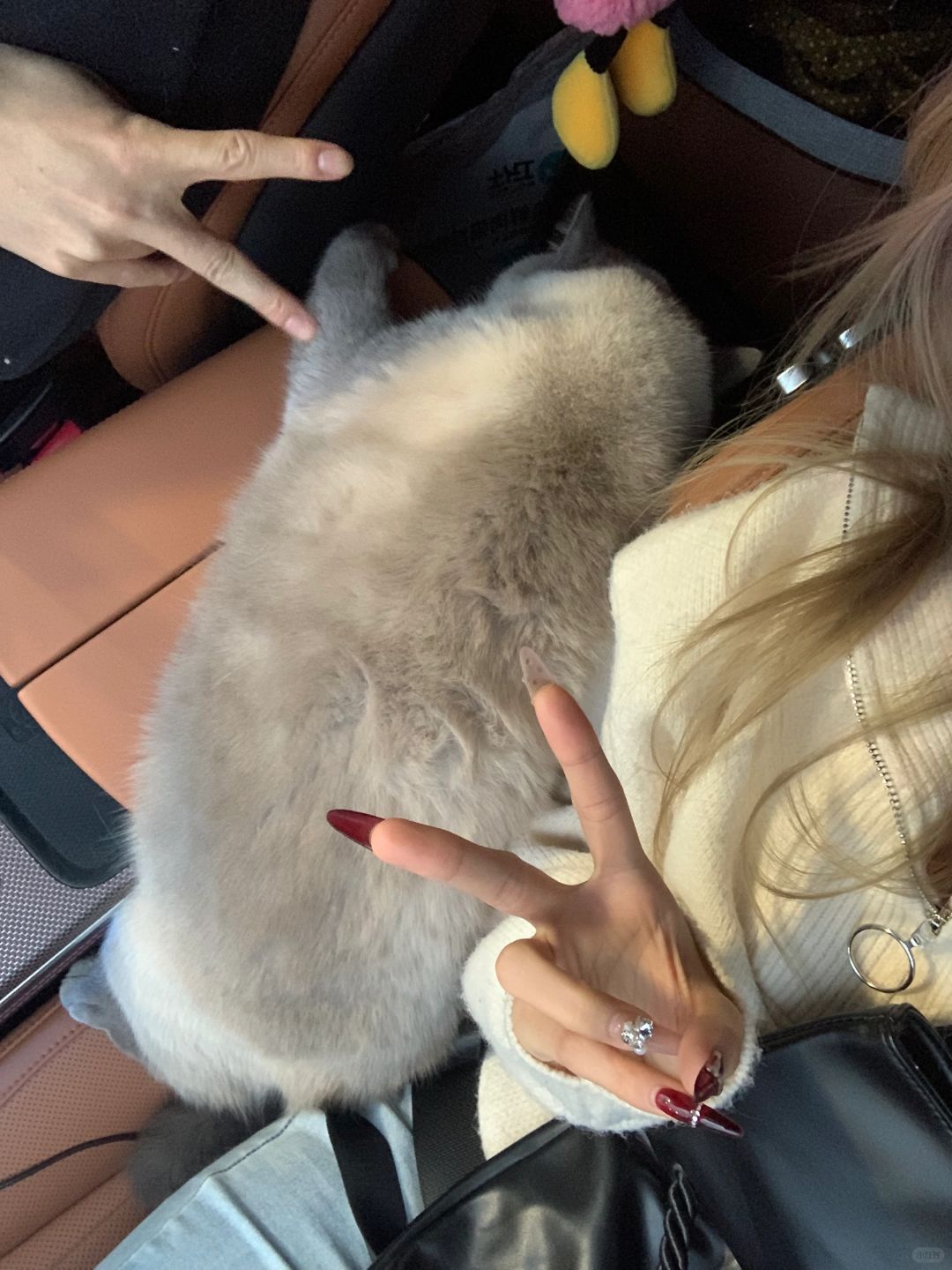 🐱：我要掉下去啦！ 爸妈：先拍照✌️