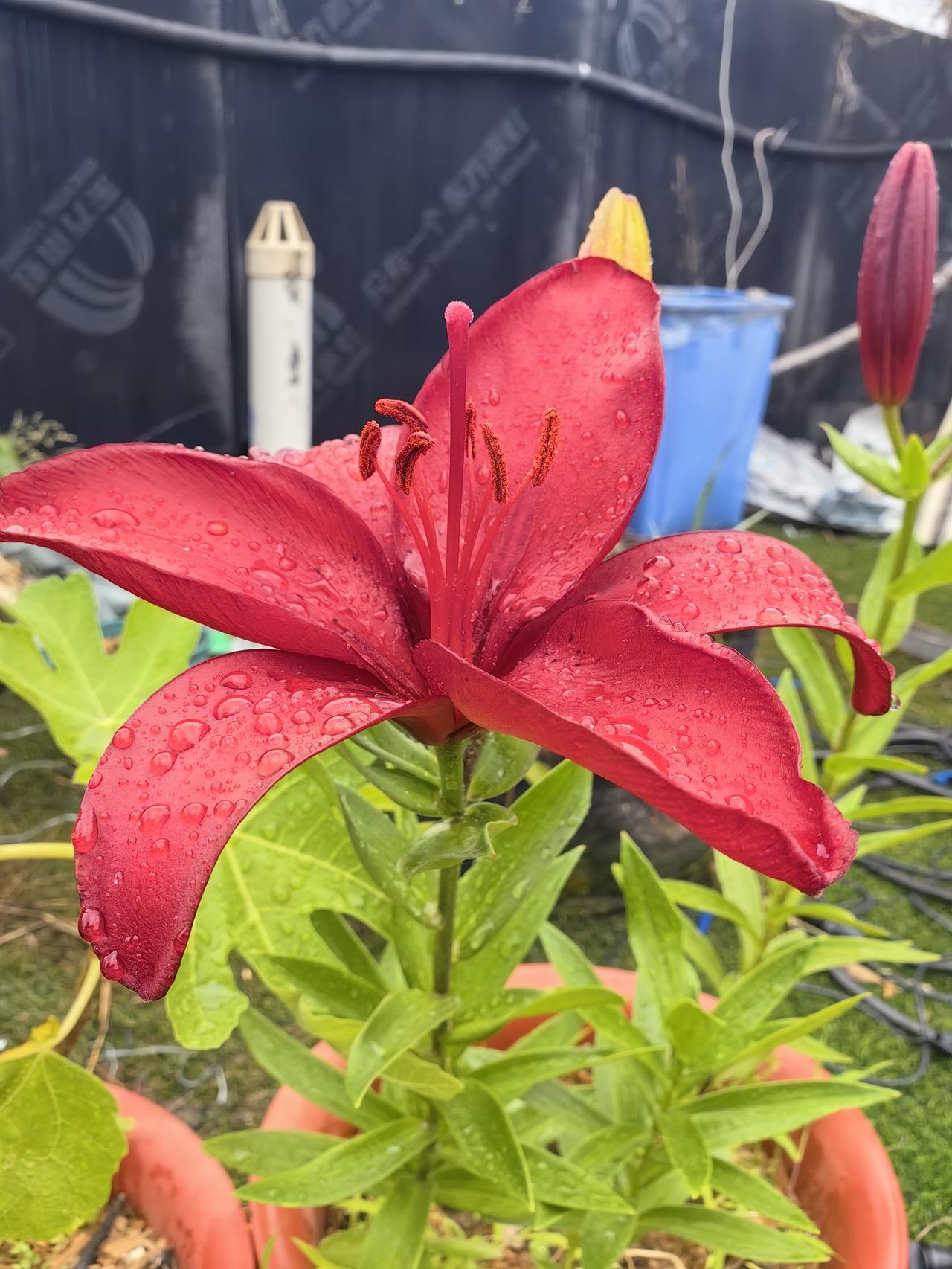 这种颜色的百合还是第1次见
上午下了点小雨，正好拍到
没想到花开的这么艳丽花苞百