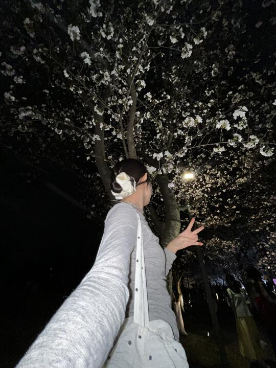 杭州良渚大屋顶的樱花今日开爆了！！夜樱好美