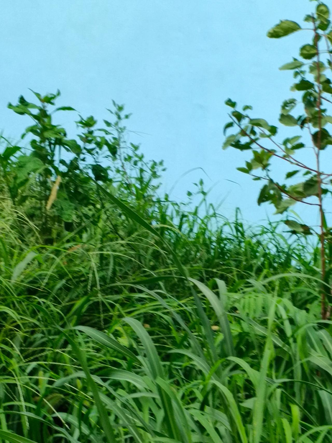 蝉鸣启序，绿意漫野，与盛夏温柔相逢。奔赴长夏，收集落日、晚风与所有美好。[微风]