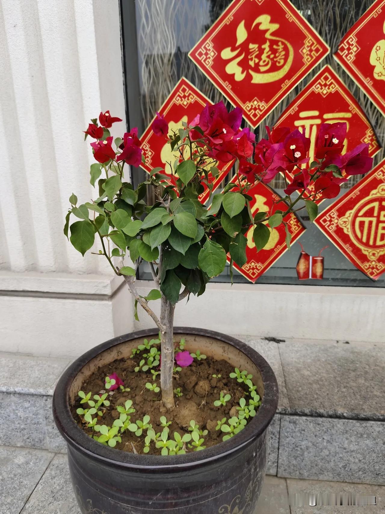 我的伤口，挺狰狞。

对着镜子，感觉自己丑出了天际，一万头草泥马奔腾而来，又奔腾