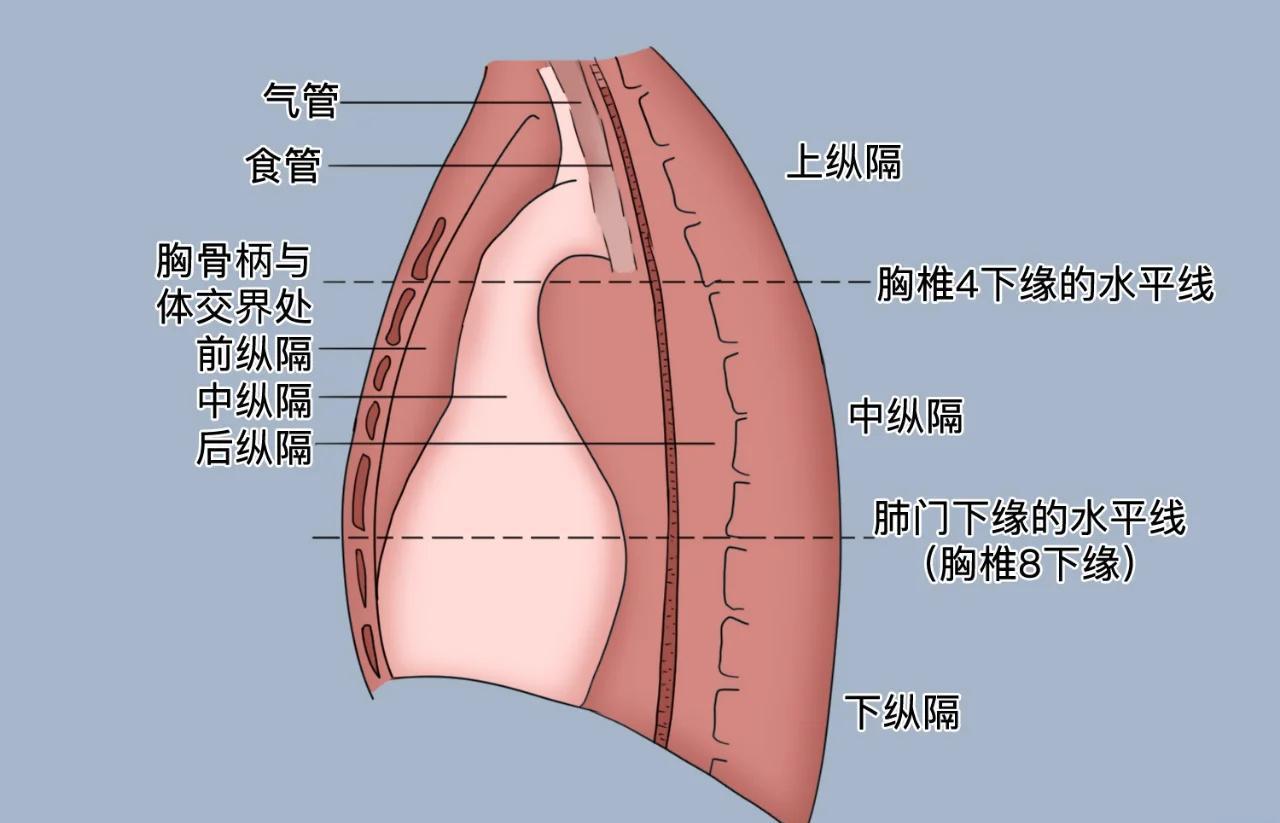 很多人体检后会在报告单上看到前、中、后纵隔占位的结论，内心十分恐慌，误以为这就是