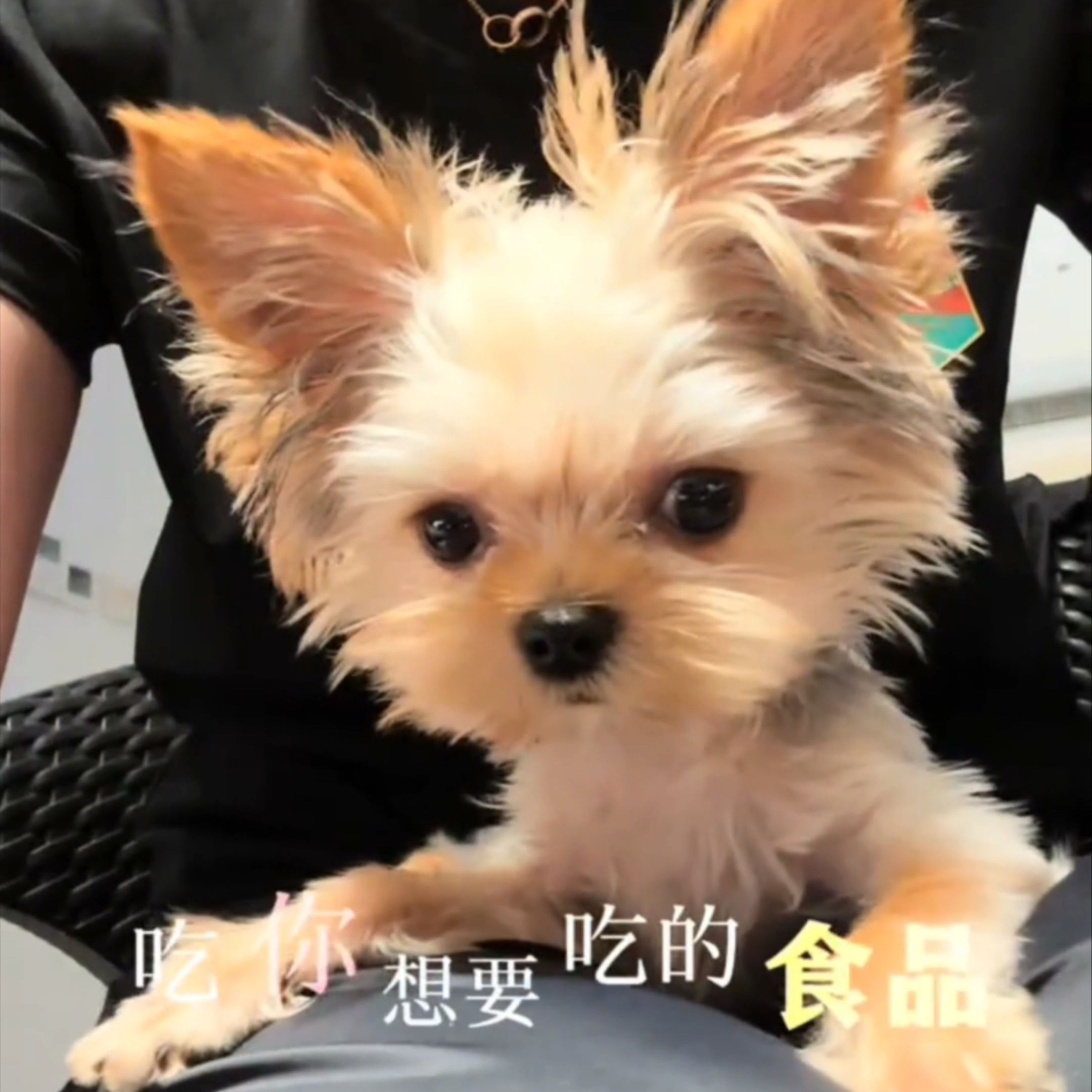 蛮萌😮 此狗，感觉我姐姐好像养到小魔丸了[阴险] ​​​