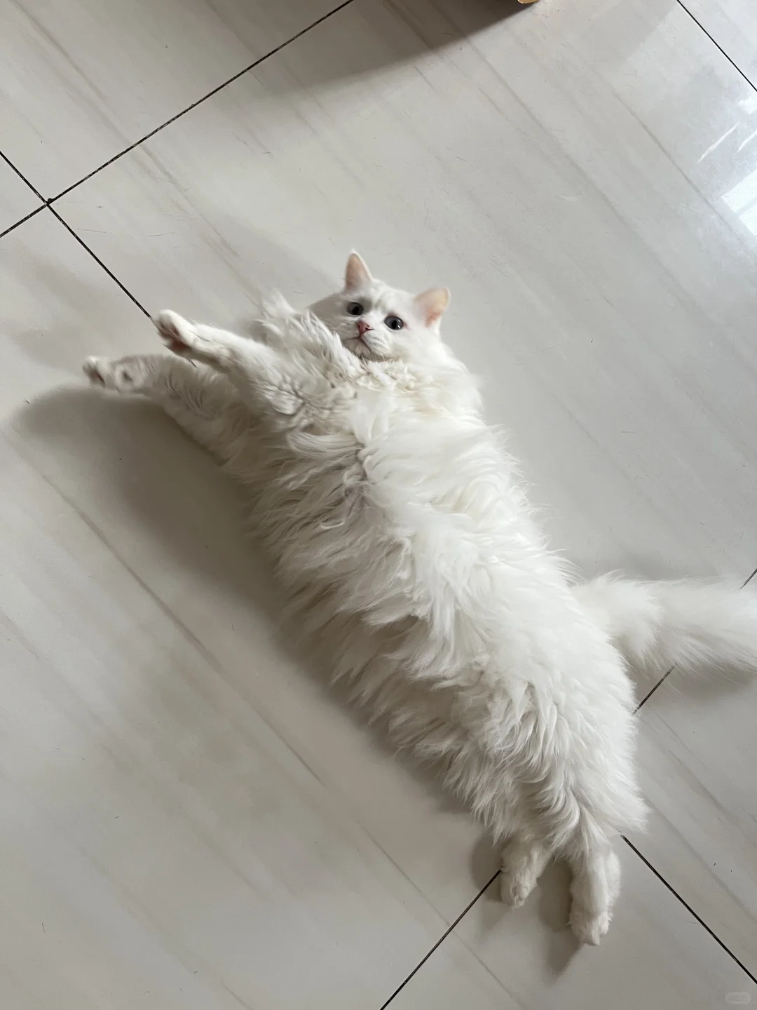宝宝 你是一条猫猫虫