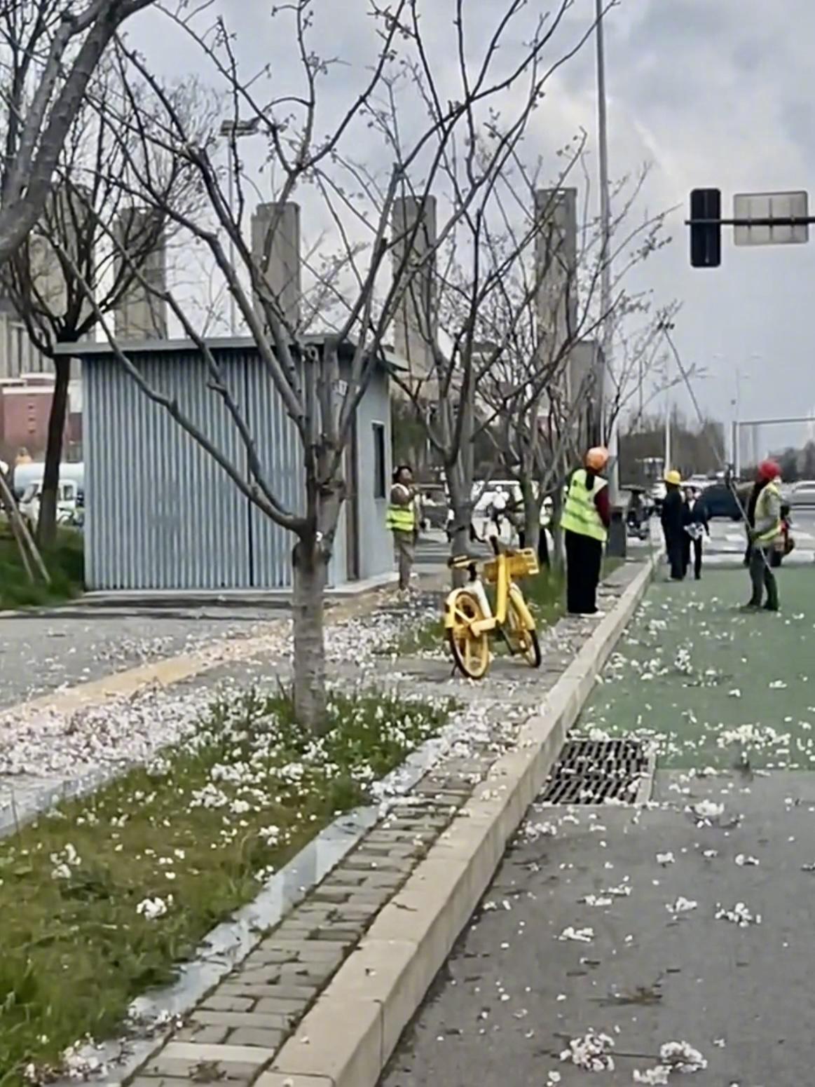 #西安环卫工图省事打落沿街花朵#【西安“环卫工打落花朵”实为养护者图省事所为！当