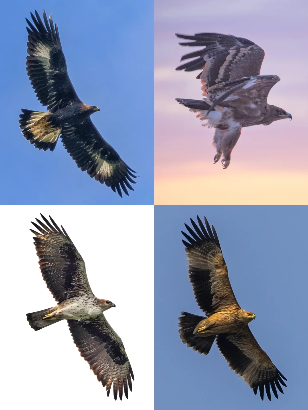 总算凑齐我国4大真雕！