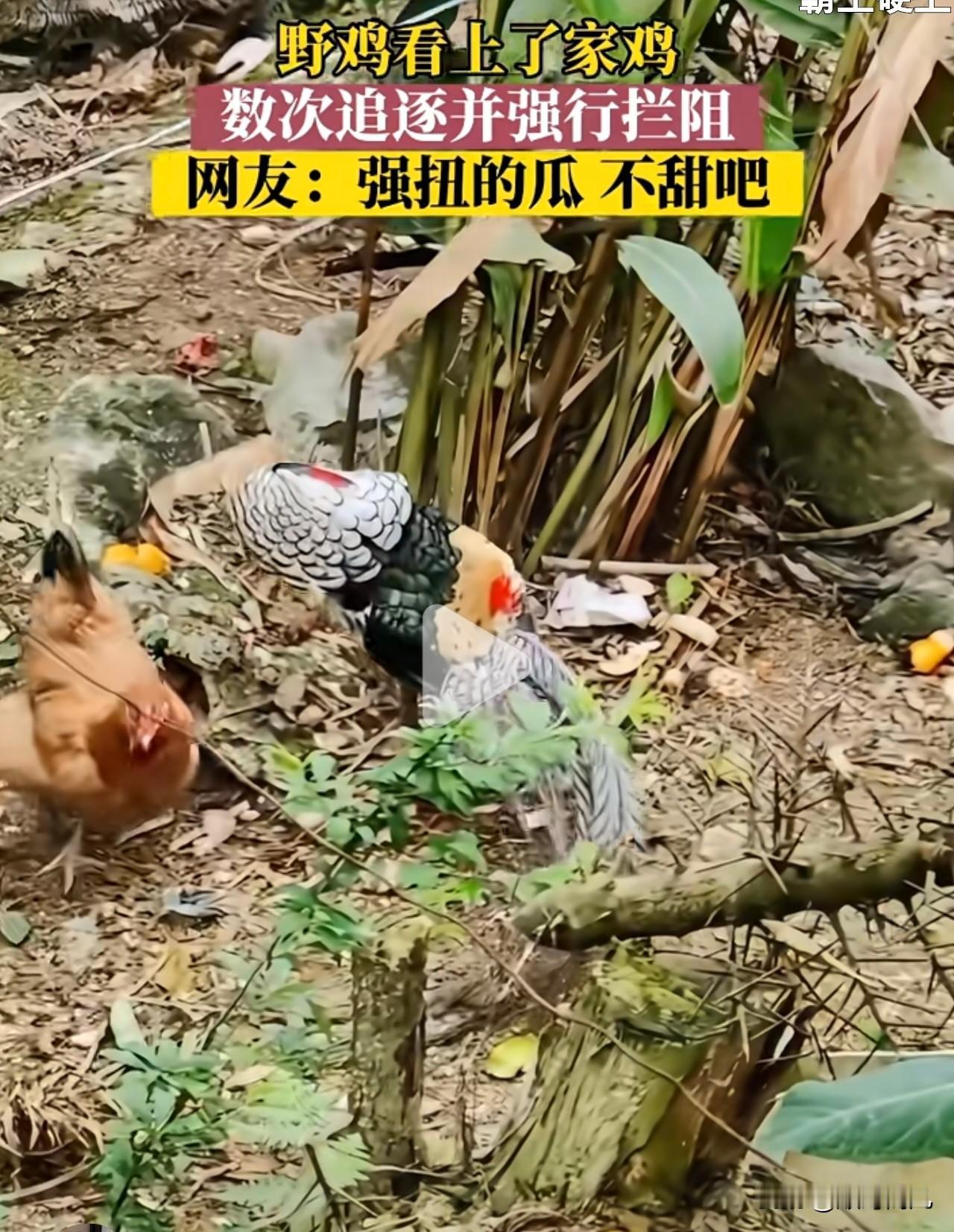 笑死了，一只野鸡看上了一只家养的母鸡，各种围追堵截地求偶，母鸡看都不看，还很不耐