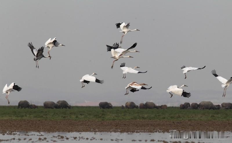 3人疑在鄱阳湖湿地毒害野生动物被抓 太气愤了！12月6日，志愿者报警称江西余干县