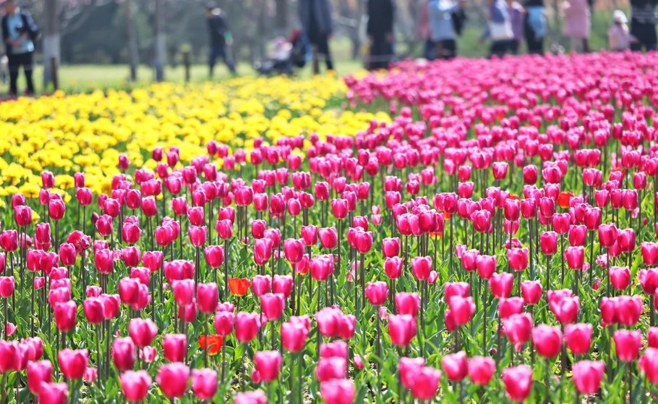 北京房山长阳公园九万株郁金香盛放！
春风送暖，繁花竞放。眼下，长阳公园郁金香已全
