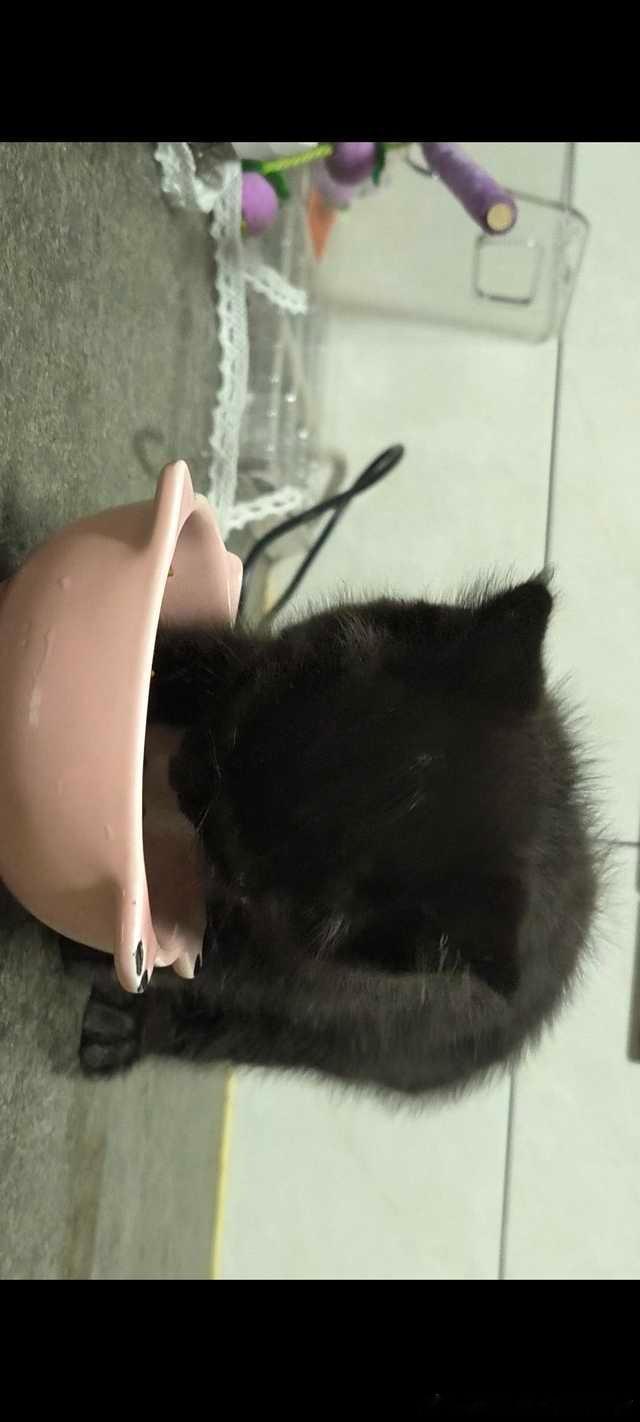 【衡阳领养 】湖南衡阳小猫求收养，会用猫砂盆，会吃干粮，已经洗过澡驱过虫了，性格