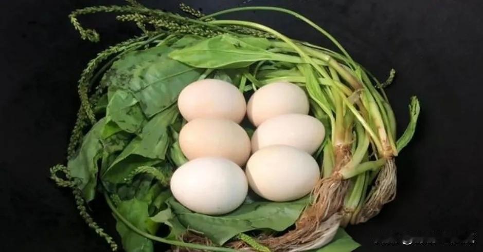 车前草煮鸡蛋作用厉害了，很多人不知道它的好处，老人知道要收藏。
路边这种草 , 