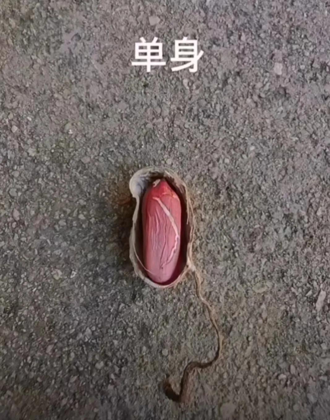 一颗花生米，写尽了人生，劳苦愁烦一辈子生儿育女，到最后人去楼空。想想是不是有点拨