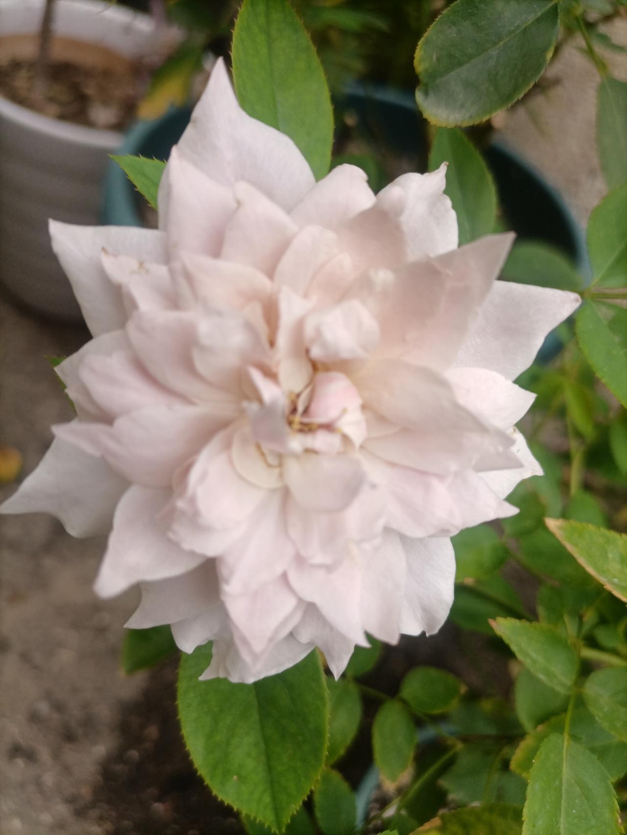 【秋之韵·心若通透，便无惧花开花谢】今日分享随手拍照片
心若通透，便无惧花落花谢