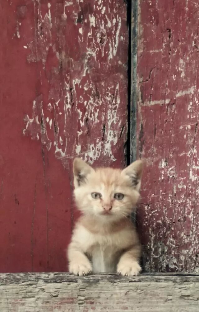 小时候家里养过一只猫和一只狗，狗总是被猫欺负。不是狗憨厚，而是斗不过猫。比如猫藏