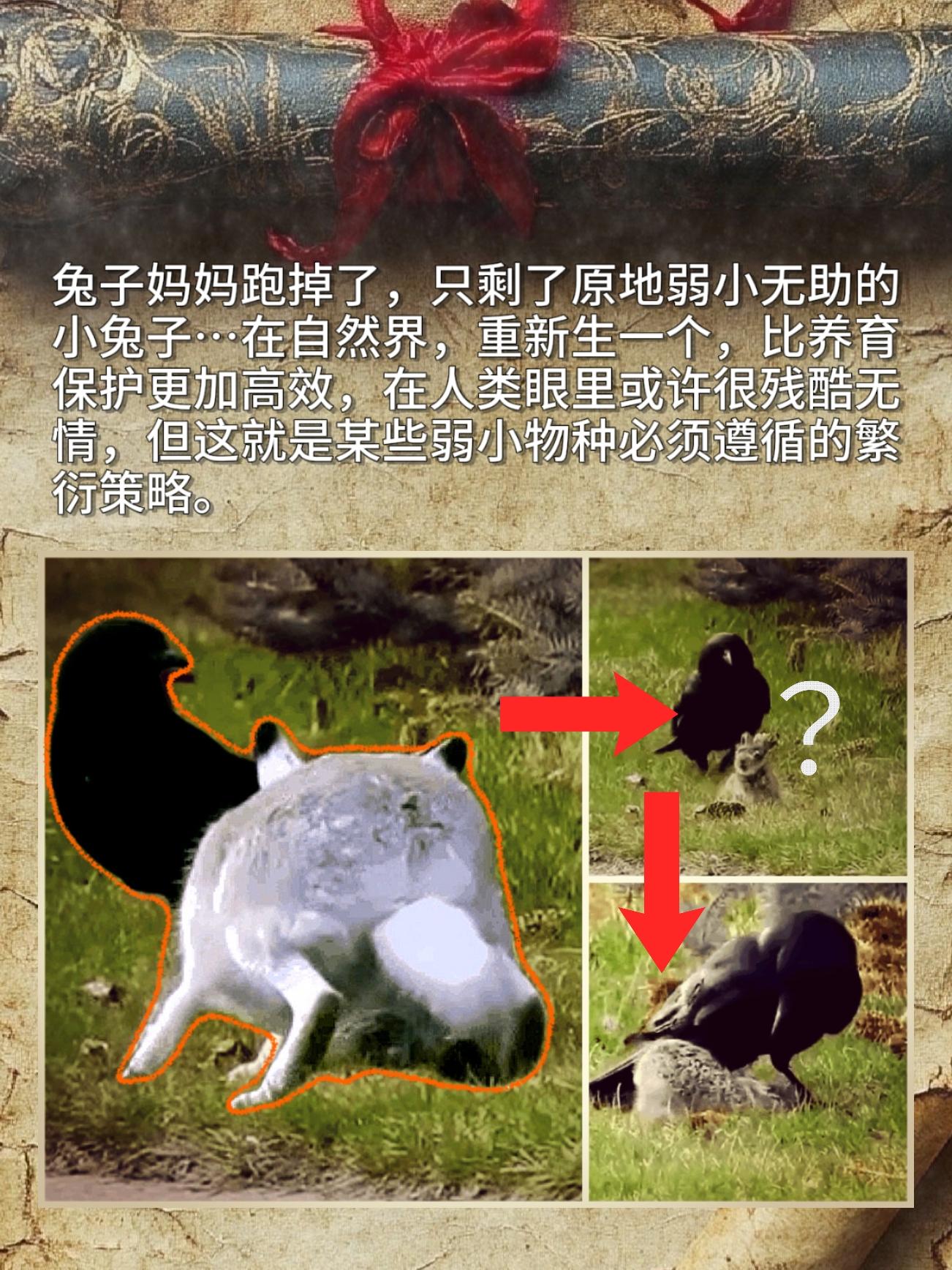 兔子妈妈跑掉了，只剩了原地弱小无助的小兔子…在自然界，重新生一个，比养...