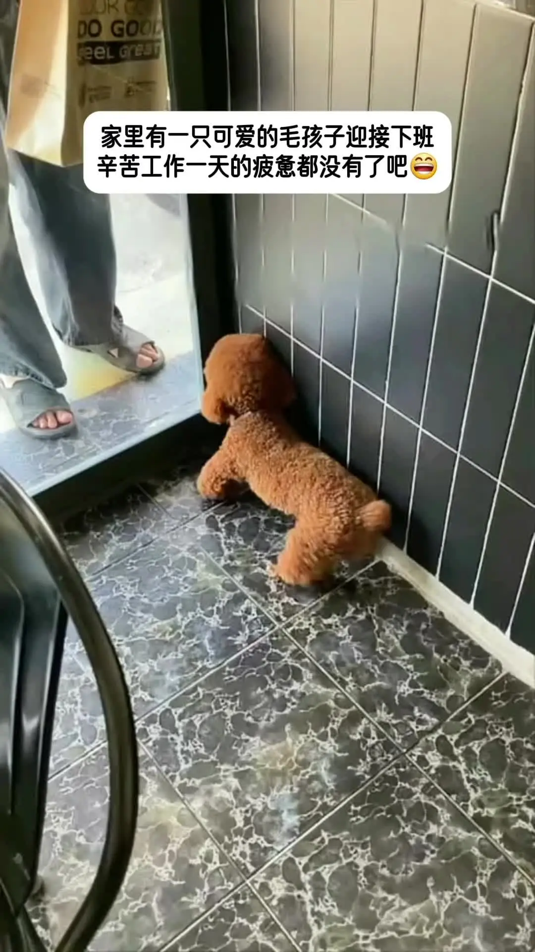 家里有一只可爱的毛孩子迎接下班，辛苦工作一天的疲惫都没有了吧😄