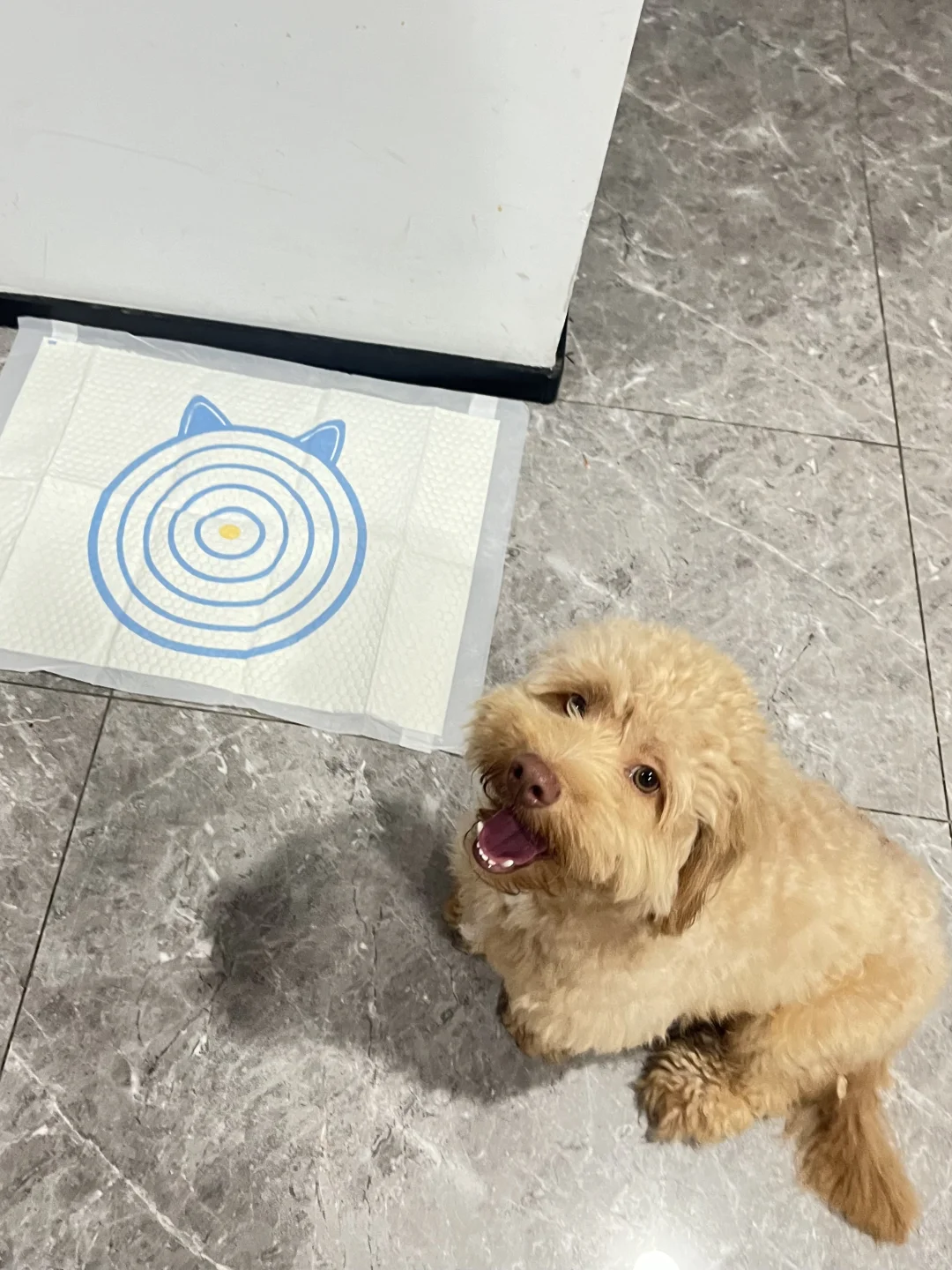乖乖的汪汪小脑袋🐶