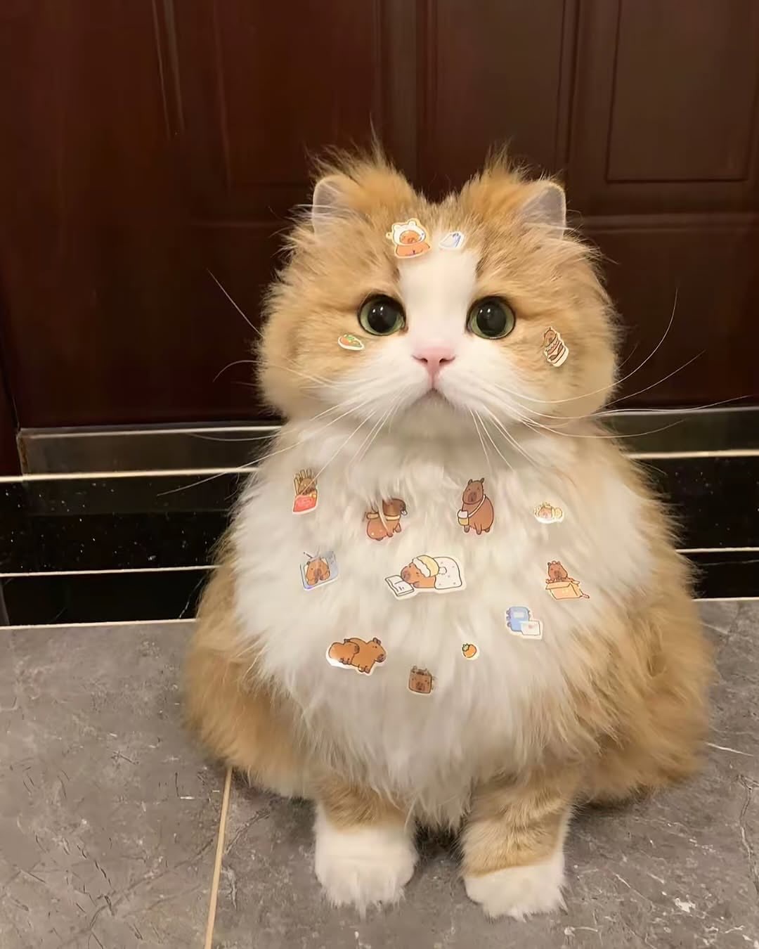 𝙒𝙚𝘾𝙝𝙖𝙩小猫头像猫咪头像/萌宠头像/可爱头像/无水印头像 