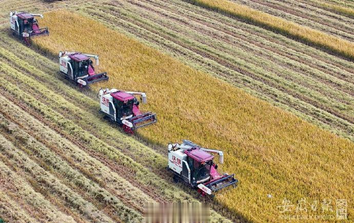 【加快建设“七个强省”系列特稿④｜农业：高质高效强根基】观察每一项重大战略的实施