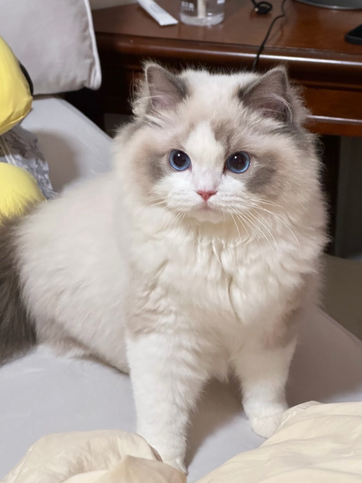 专家说小猫上床是不脏的我要不是养猫我就信了！之前让猫上床，它就睡在枕边，那一片都
