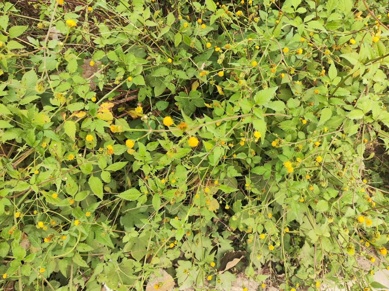 #秋日生活记录#早起上班，经过一段乡村路，遇到一种花草，开一朵朵小菊那样的花。用