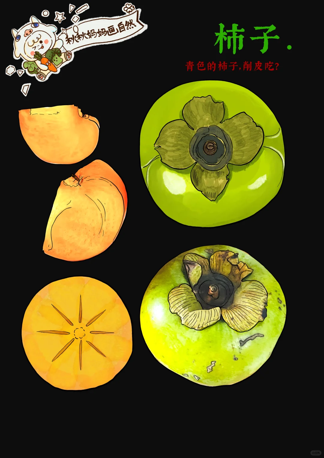 画给孩子的科普｜10月，脆柿子，削皮吃哒