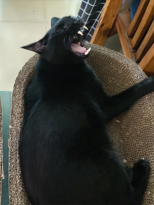 这么一对比，说你胖成黑皮猪还真的不冤😅