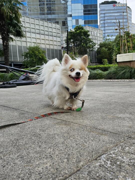 我的小狗闪闪发亮🌟