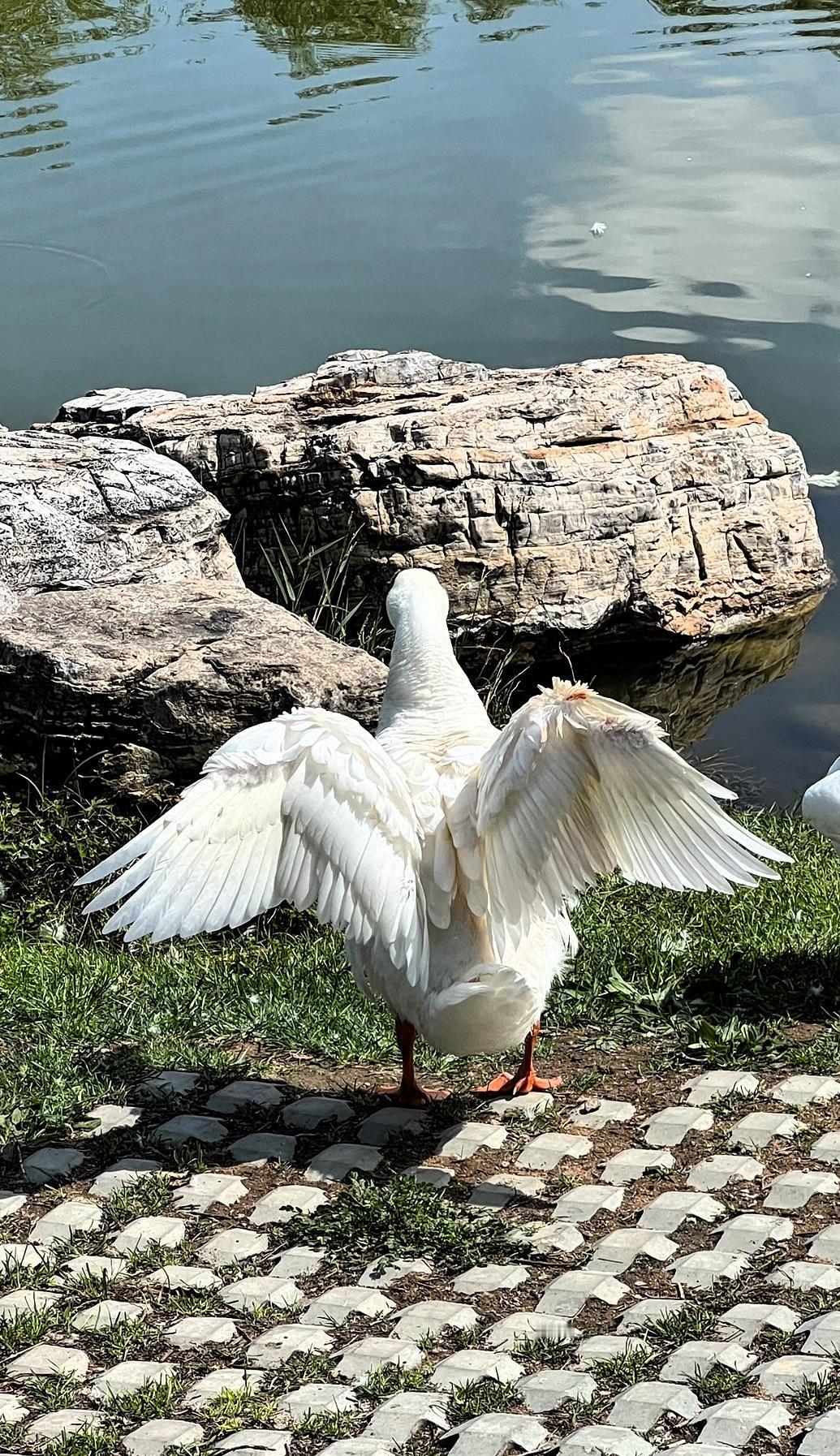 随手拍定格美好瞬间优雅白天鹅展翅欲飞，抖动着翅膀的样子真可爱，湖边观鸟心情愉悦。