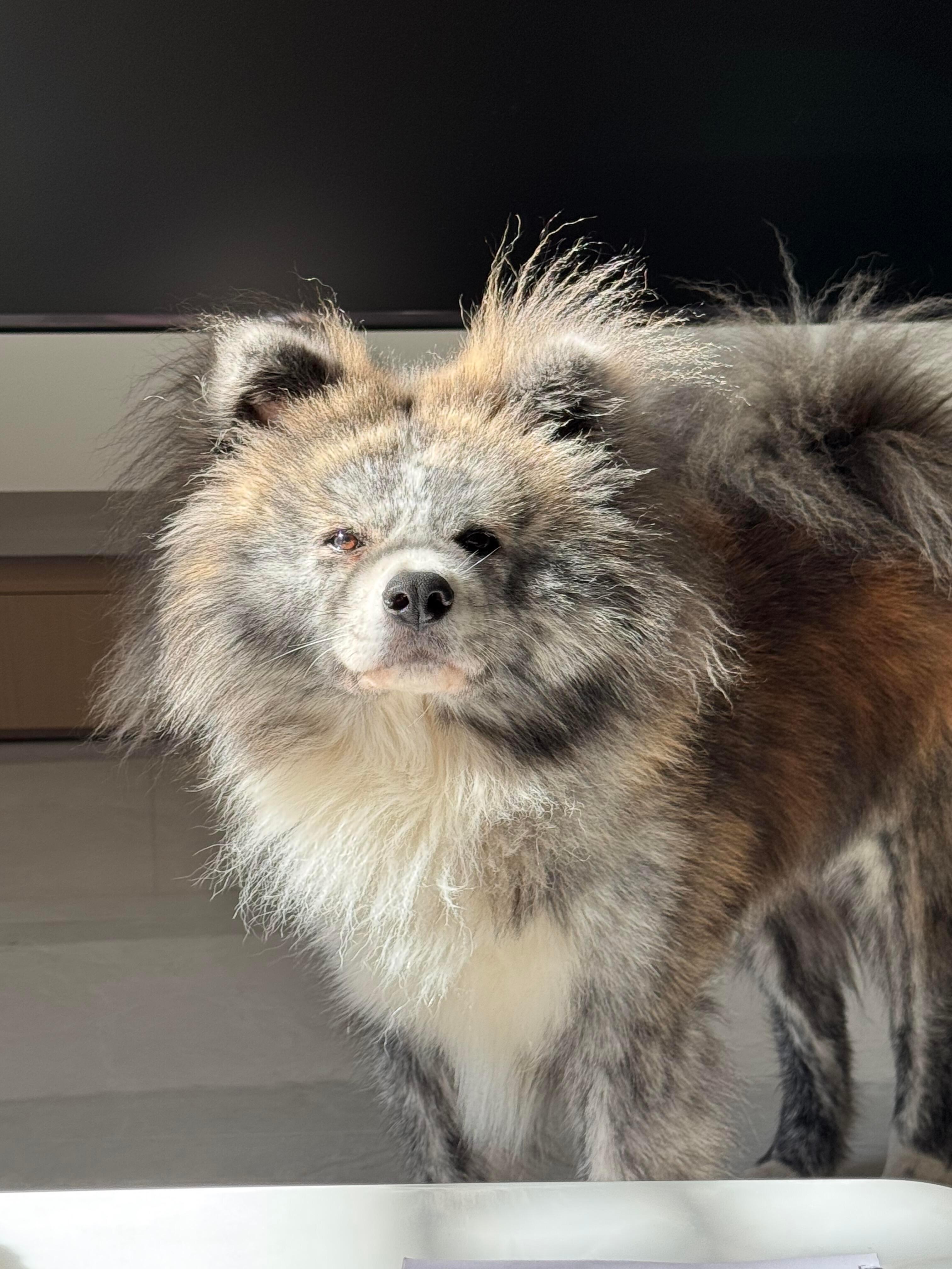 小狗发霉了要晒晒 