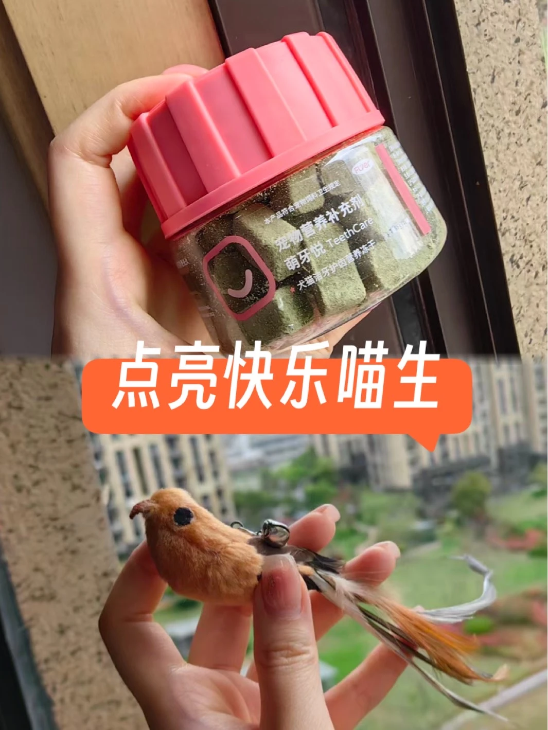 🐱救命！宠物口臭+拆家？这两样东西给我锁死！