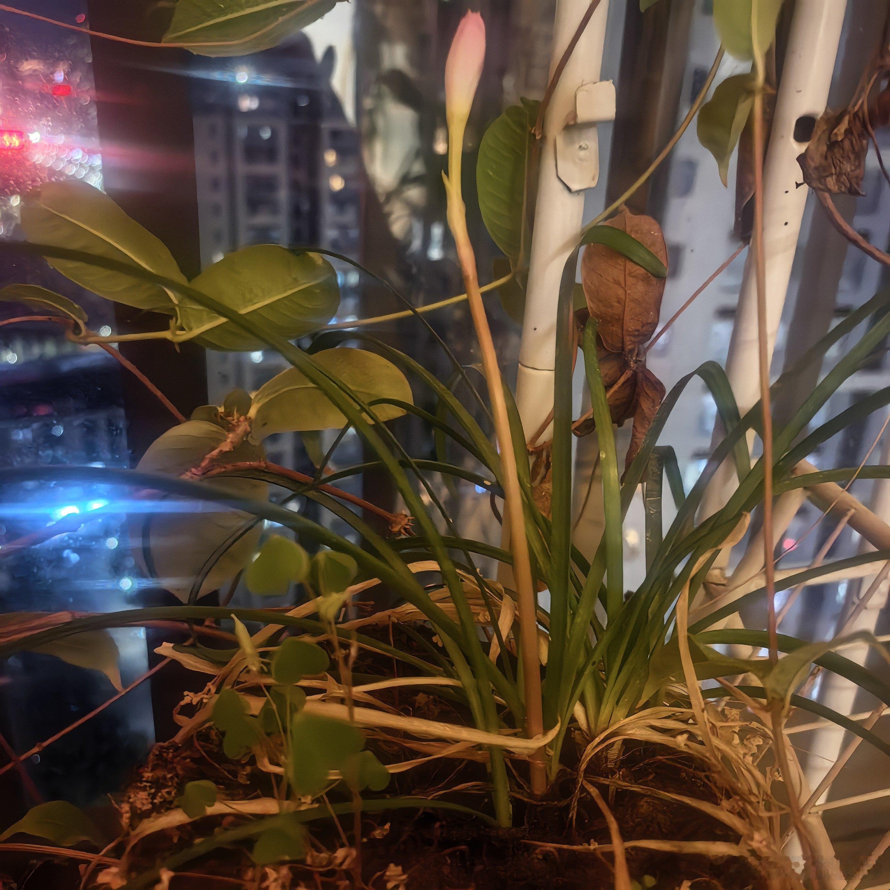 这棵风雨兰两年没开花了，今天一低头，竟然长出花苞了。 