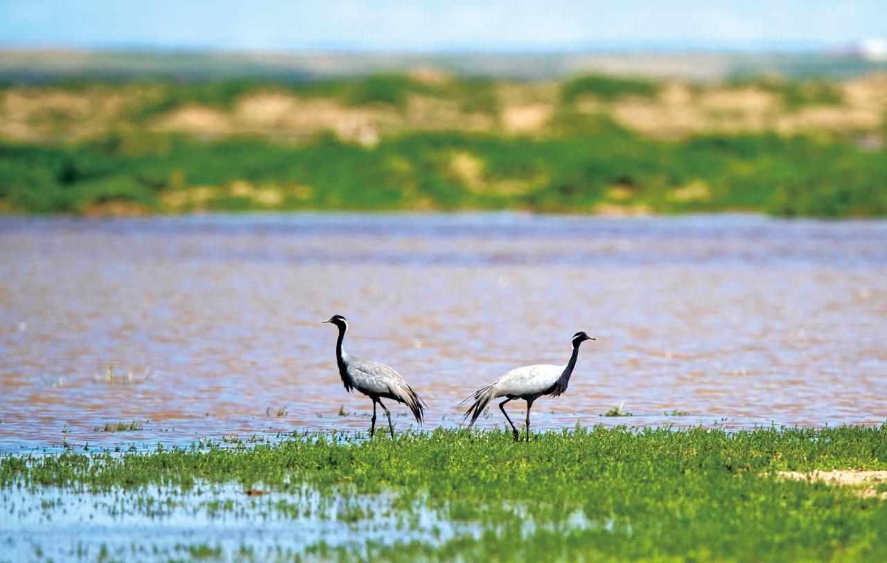 【守护“地球之肾”！包头 绿色发展新画卷】作为内陆干旱半干旱地区的工业城市，我市