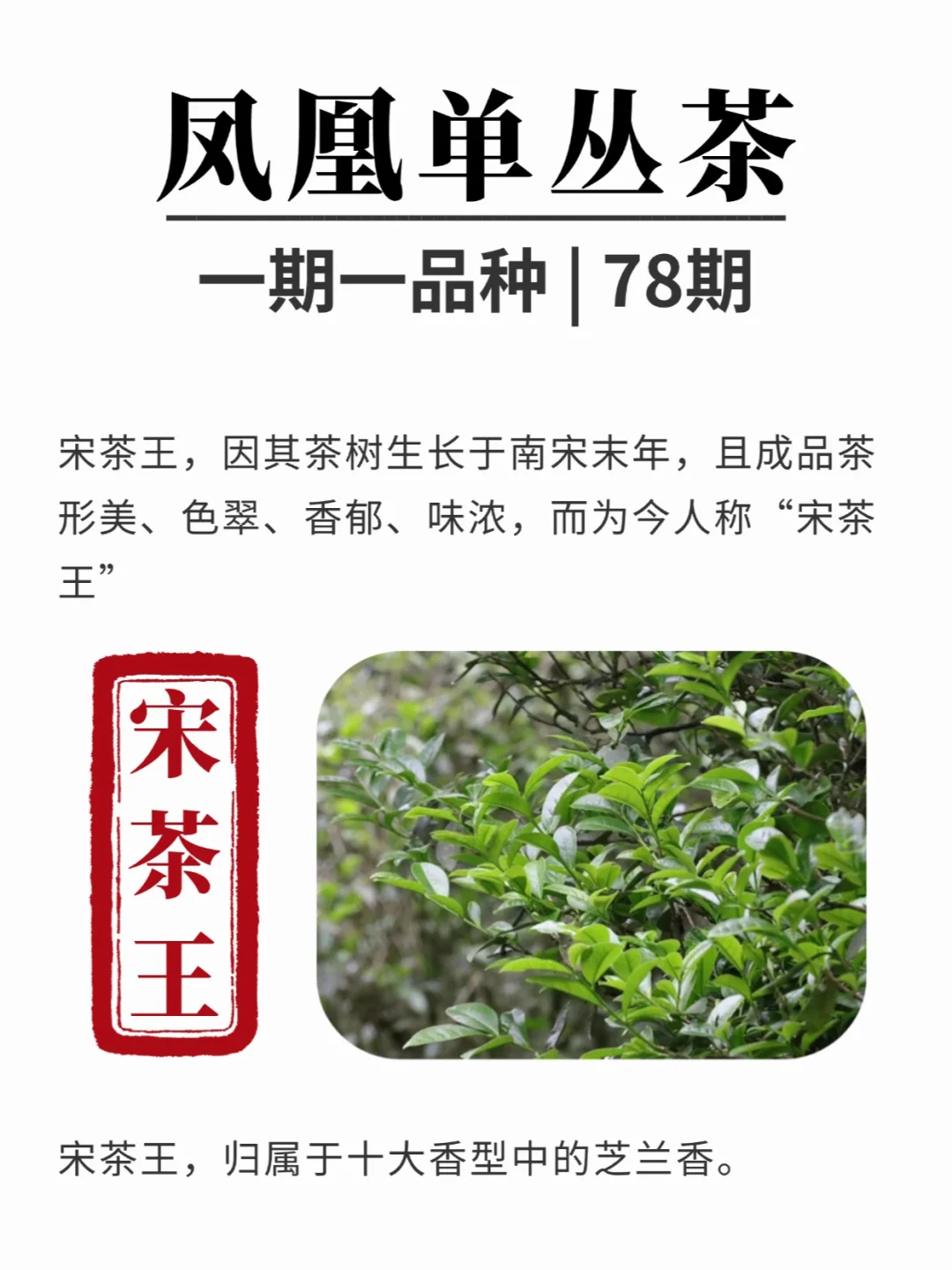 茶知识|凤凰单丛茶-宋茶王