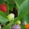种植 五彩椒盆栽种植全套教程（阳台新手友好）五彩椒喜光耐热，果子会渐变白、紫、黄