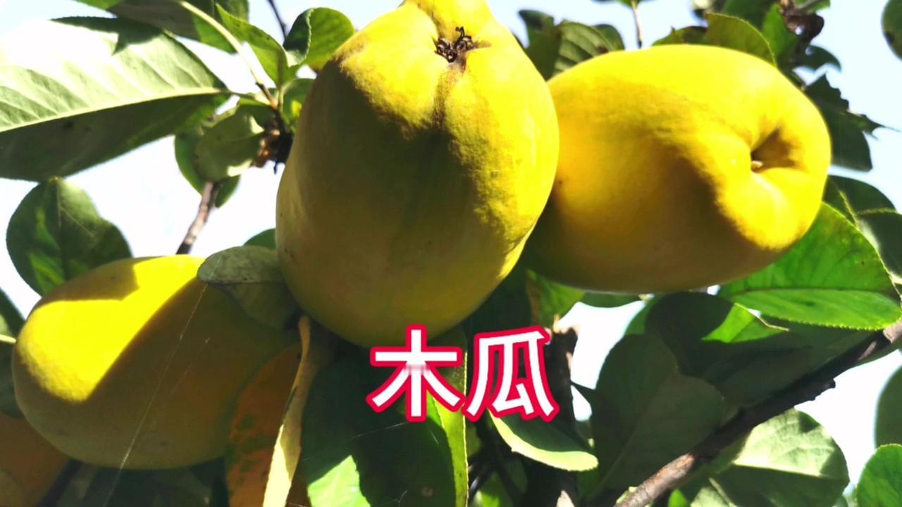 我家木瓜熟了，满院都是浓郁又柔和的奶香味，完全不是人工香料的刺鼻感，是大自然才有