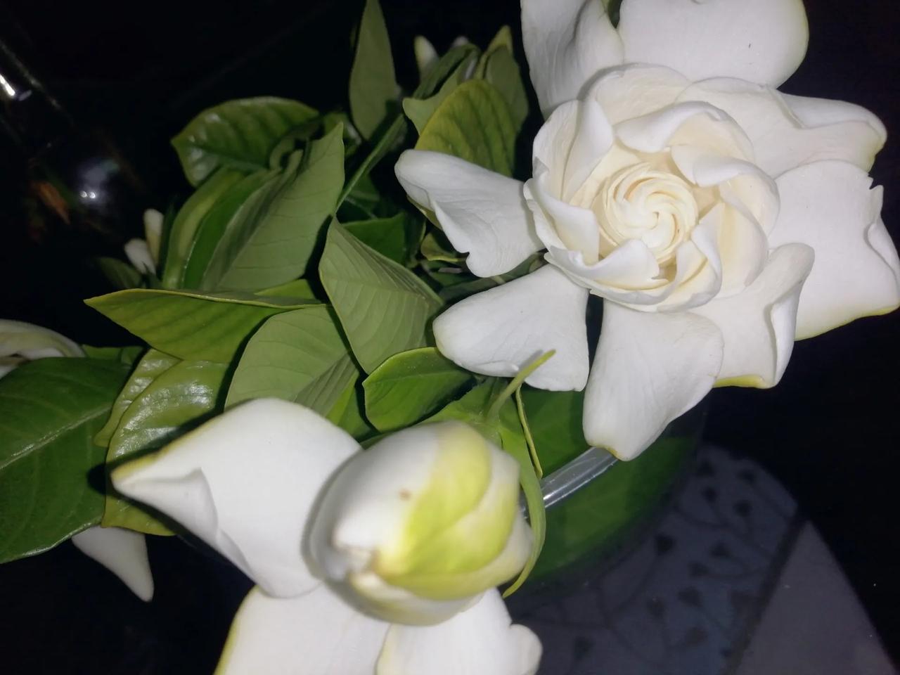 端午前后，栀子花开始在大街小巷飘香，时令走到此时，栀子花终于迎来了自己的主场。似