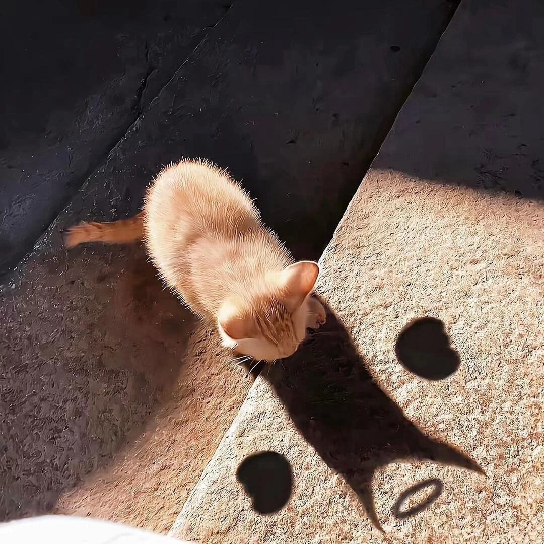 🍀 𝗴𝗼𝗼𝗱 𝗹𝘂𝗰𝗸⁺¹⁰⁰         成年人的崩溃，